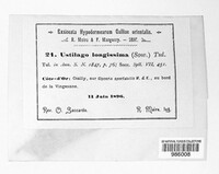 Ustilago filiformis image